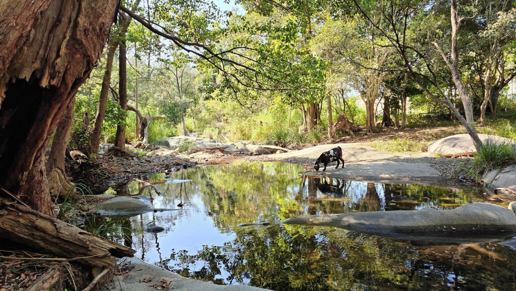 Fig Tree Farm B&B Highvale-Farmstay Near Brisbane! Exterior photo